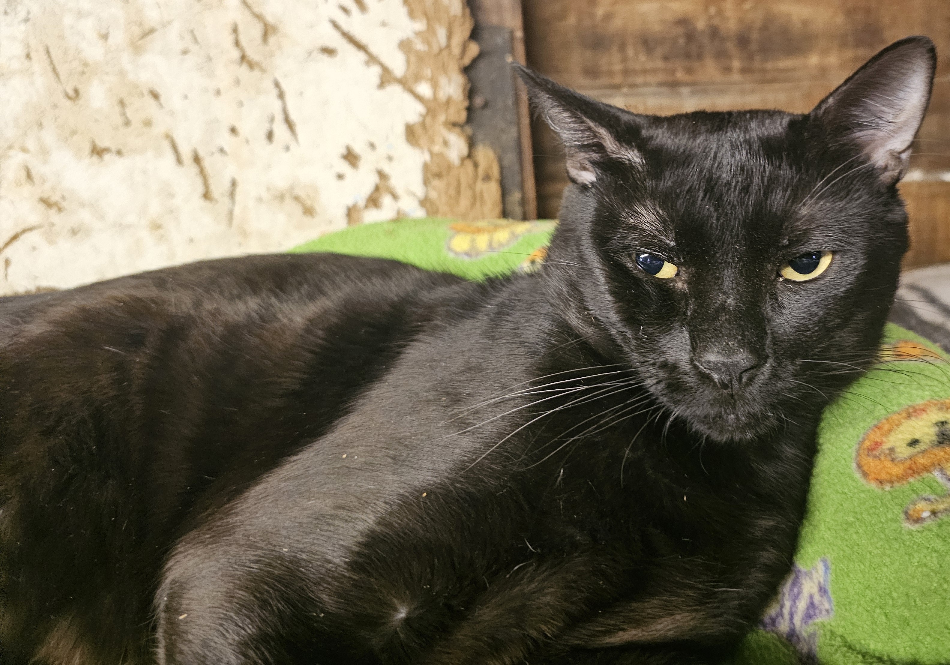 Enlarge Connor, a Adoptable mixed breed in Pasadena, CA image 3/4