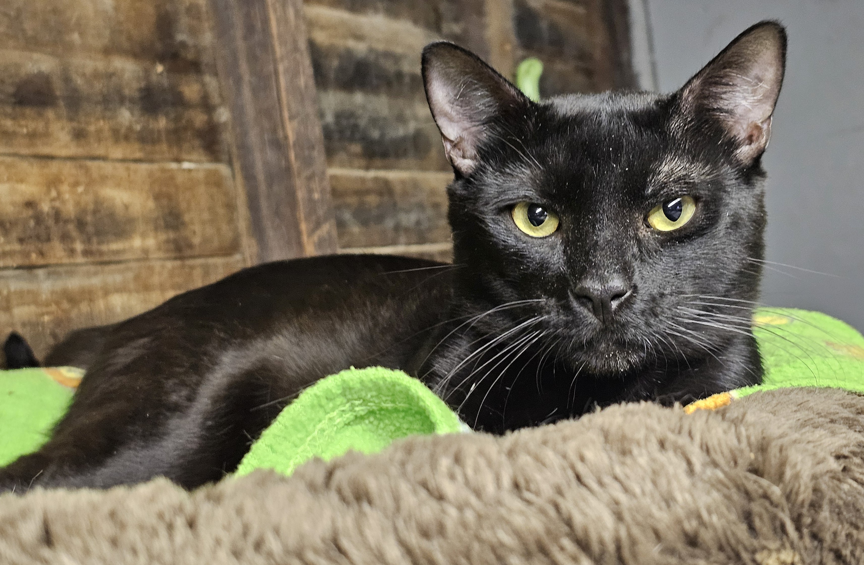 Enlarge Connor, a Adoptable mixed breed in Pasadena, CA image 4/4