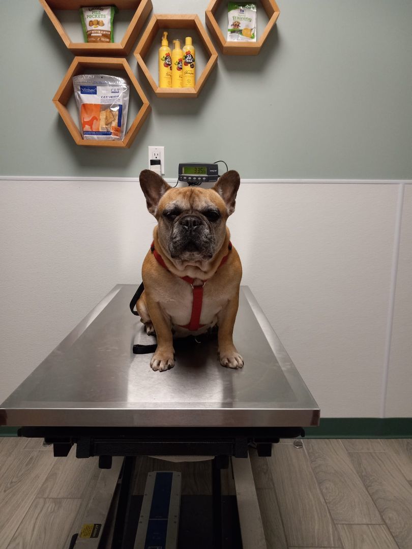 HONORE - Adopted!!, a Adoptable French Bulldog in Spring, TX image 1/2