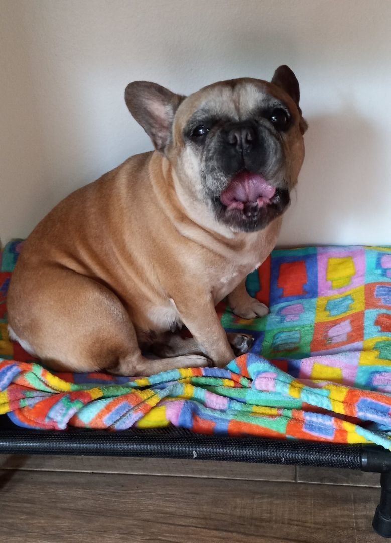 HONORE - Adopted!!, a Adoptable French Bulldog in Spring, TX image 2/2