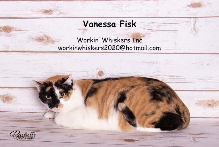 VANESSA FISK, a Adoptable mixed breed in HEMET, CA image 1/10