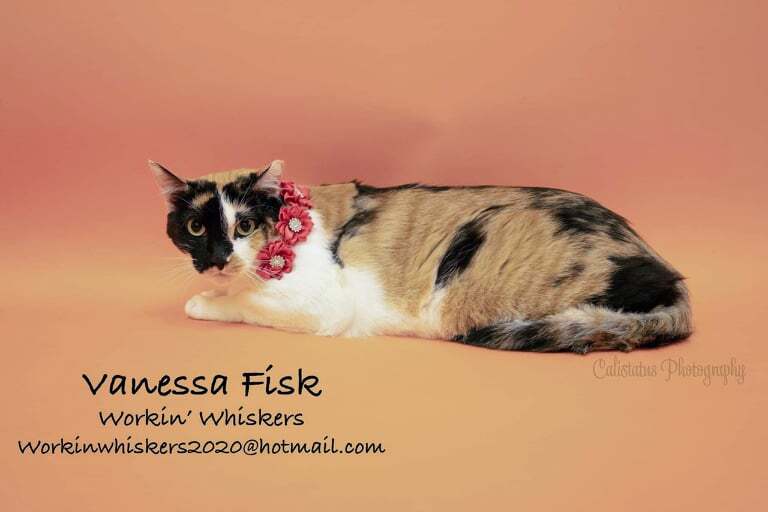 Enlarge VANESSA FISK, a Adoptable mixed breed in HEMET, CA image 8/10