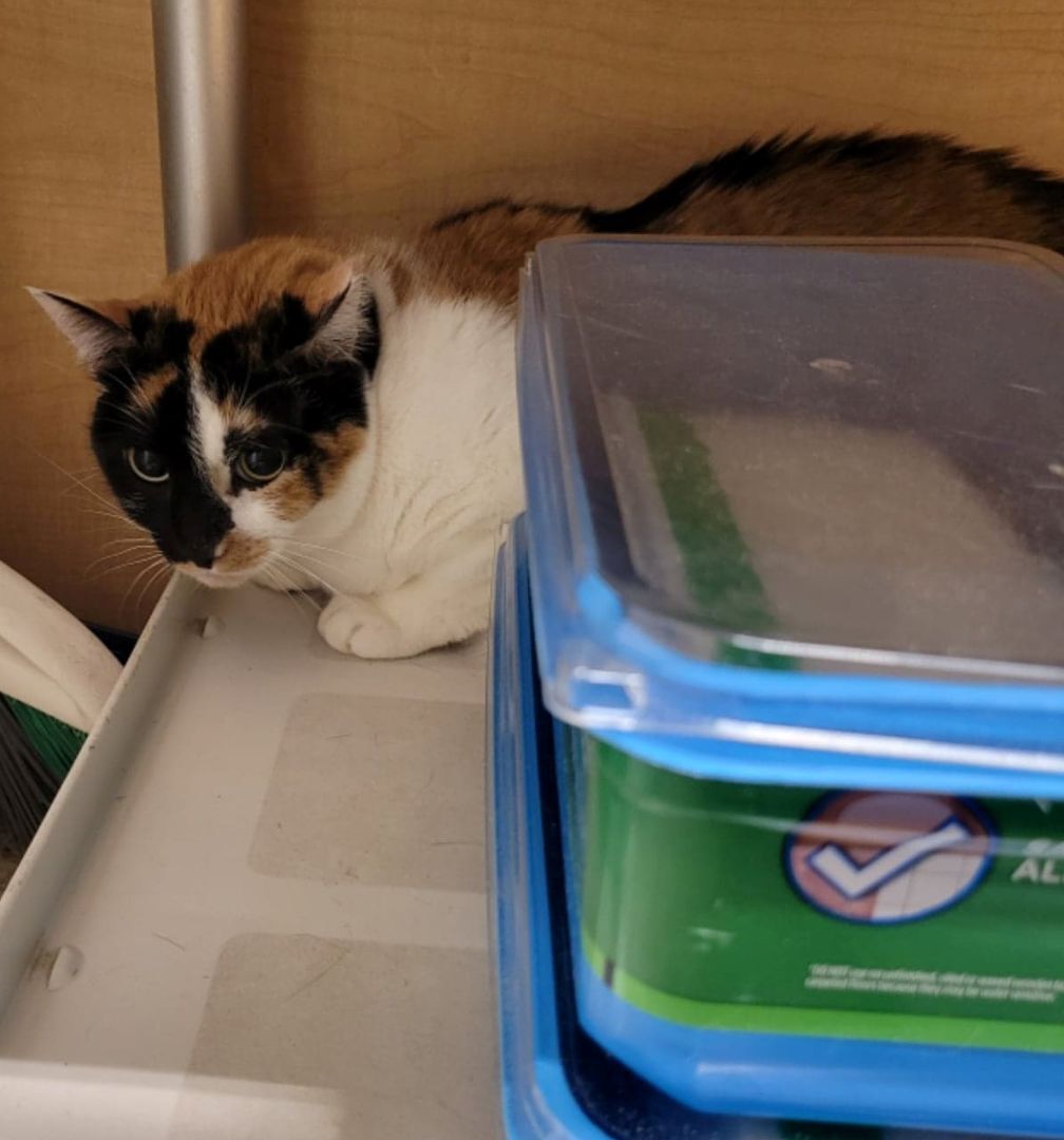 Enlarge VANESSA FISK, a Adoptable mixed breed in HEMET, CA image 7/10