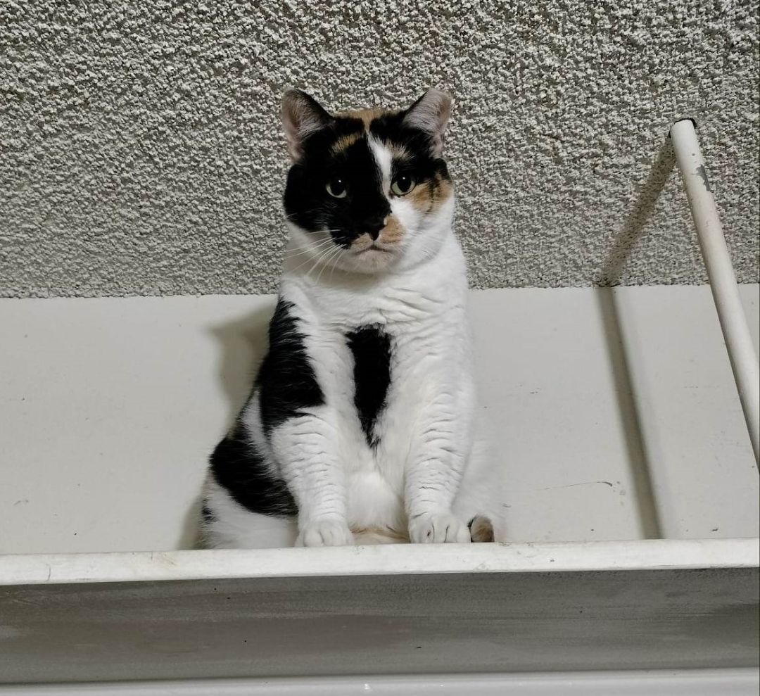 Enlarge VANESSA FISK, a Adoptable mixed breed in HEMET, CA image 9/10