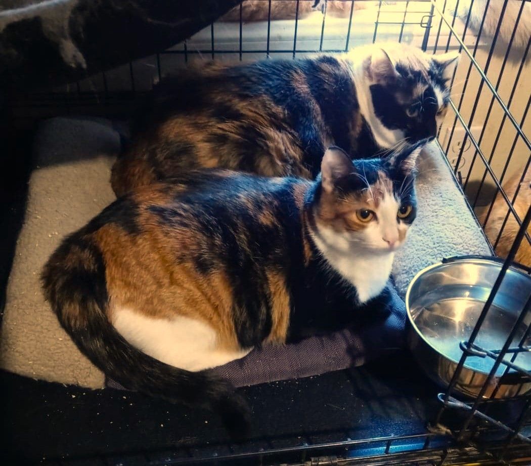 Enlarge VANESSA FISK, a Adoptable mixed breed in HEMET, CA image 10/10