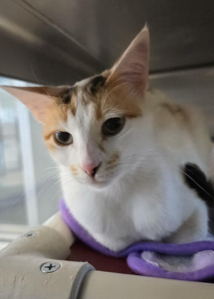 Buttercup, a Adoptable mixed breed in Wellington, KS image 1/5