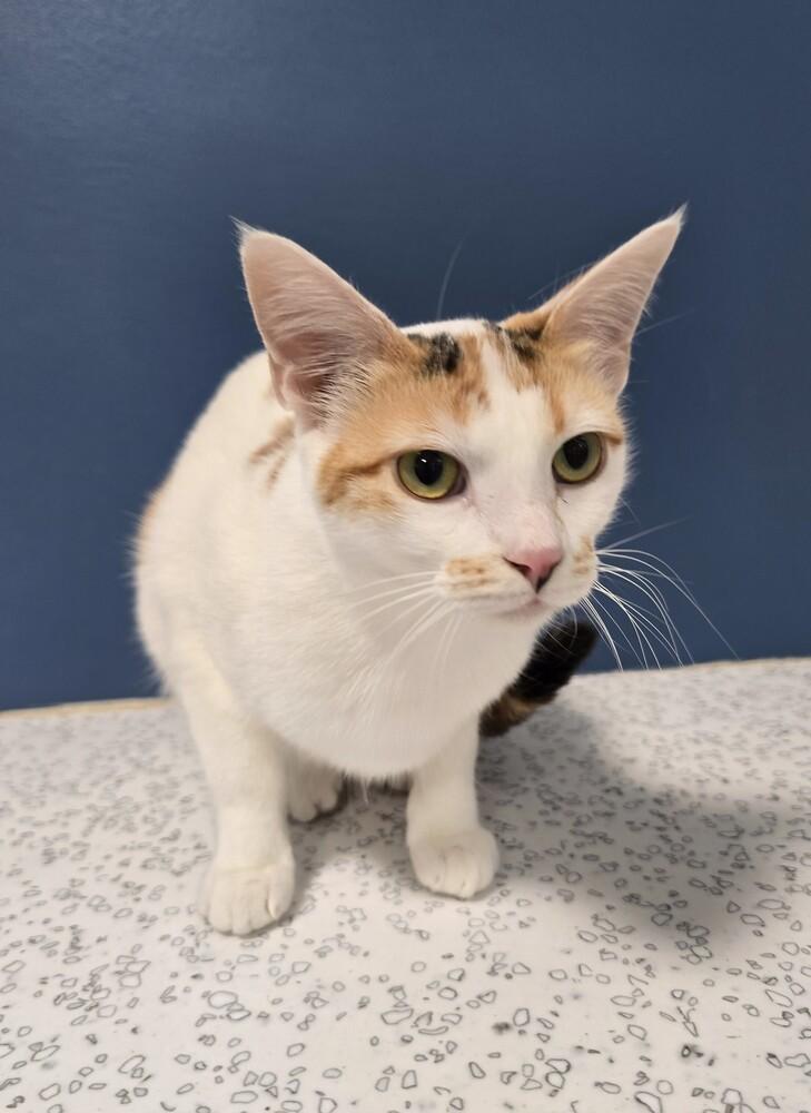 Buttercup, a Adoptable mixed breed in Wellington, KS image 2/5