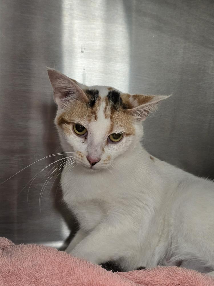 Buttercup, a Adoptable mixed breed in Wellington, KS image 3/5