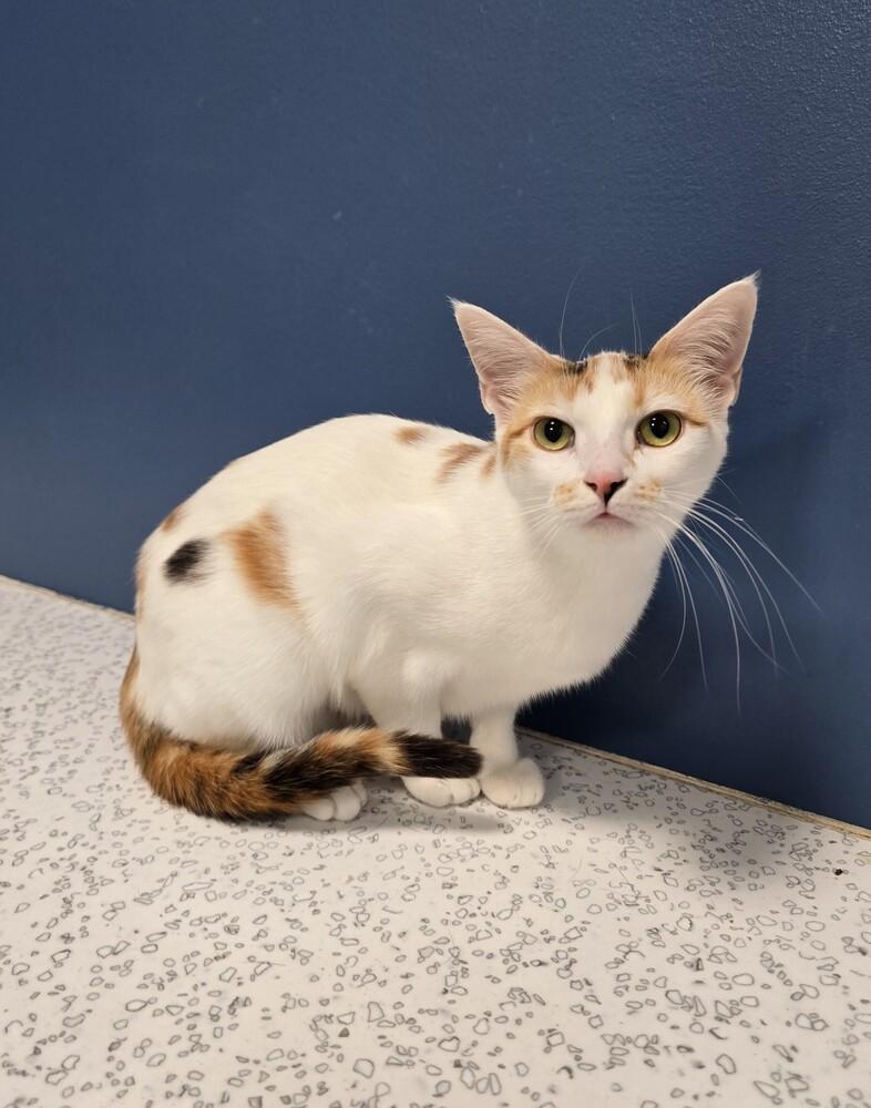Buttercup, a Adoptable mixed breed in Wellington, KS image 4/5