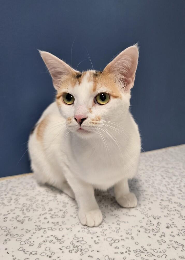 Buttercup, a Adoptable mixed breed in Wellington, KS image 5/5