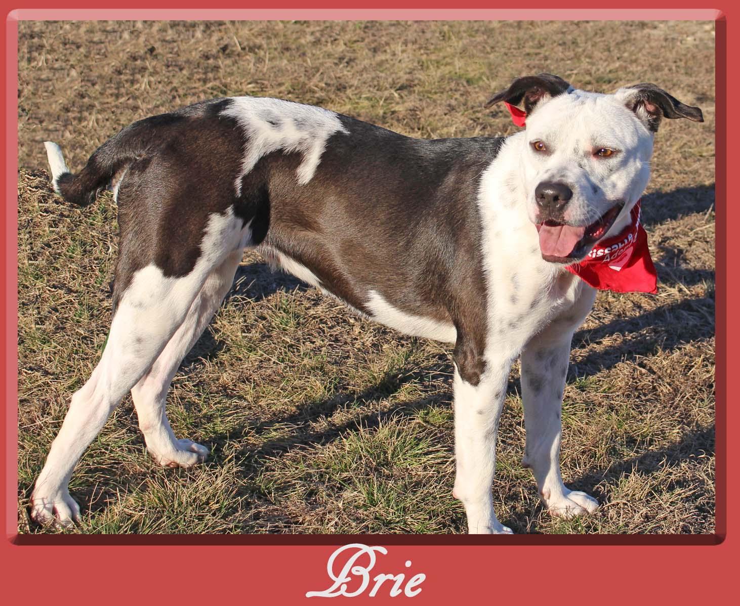 Brie, a Adoptable mixed breed in Hillsboro, TX image 2/4