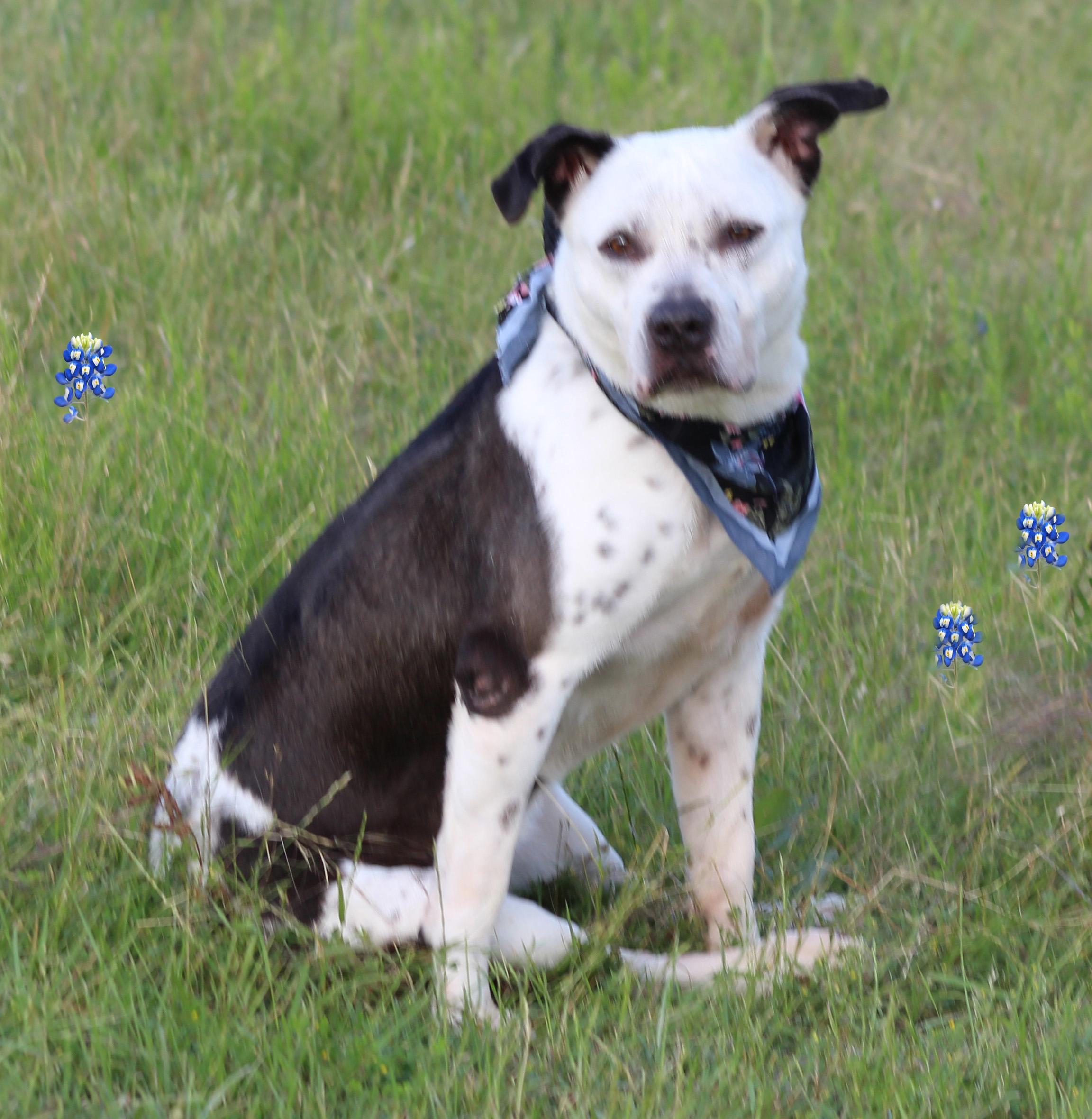 Brie, Senior Female unknown