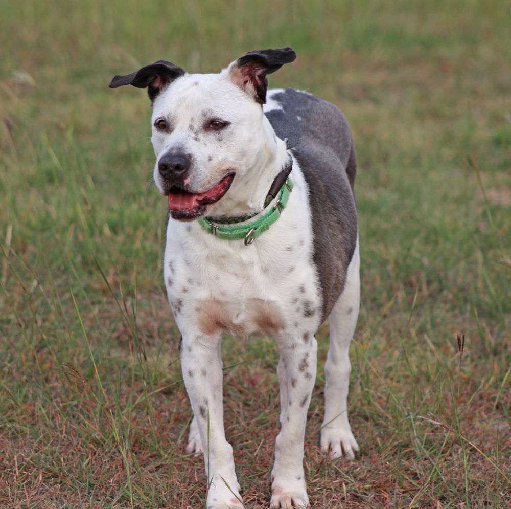 Brie, an adoptable Labrador Retriever, Pit Bull Terrier in Hillsboro, TX, 76645 | Photo Image 3