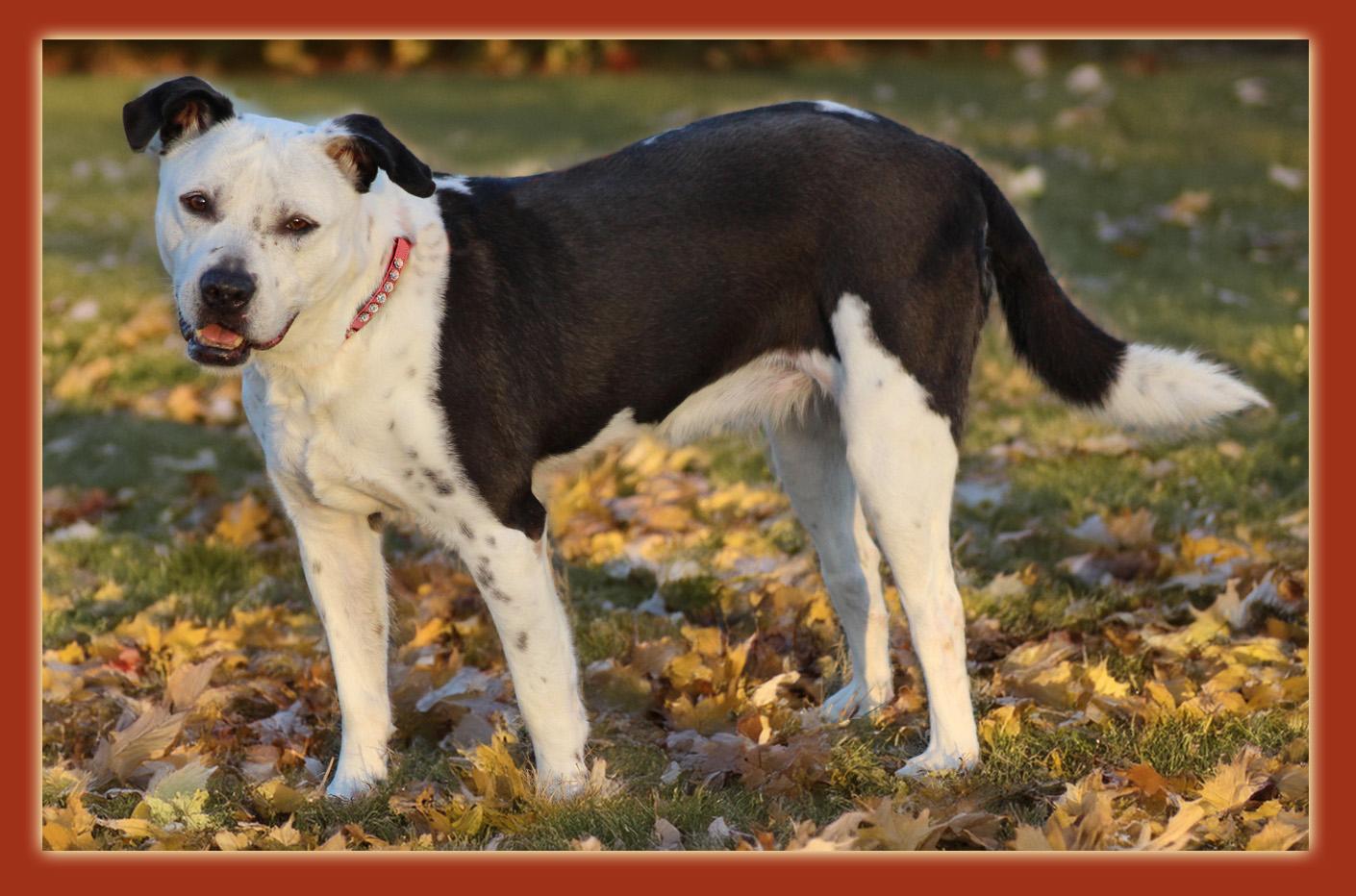 Brie, Adoptable, Senior Female Labrador Retriever & Pit Bull Terrier.