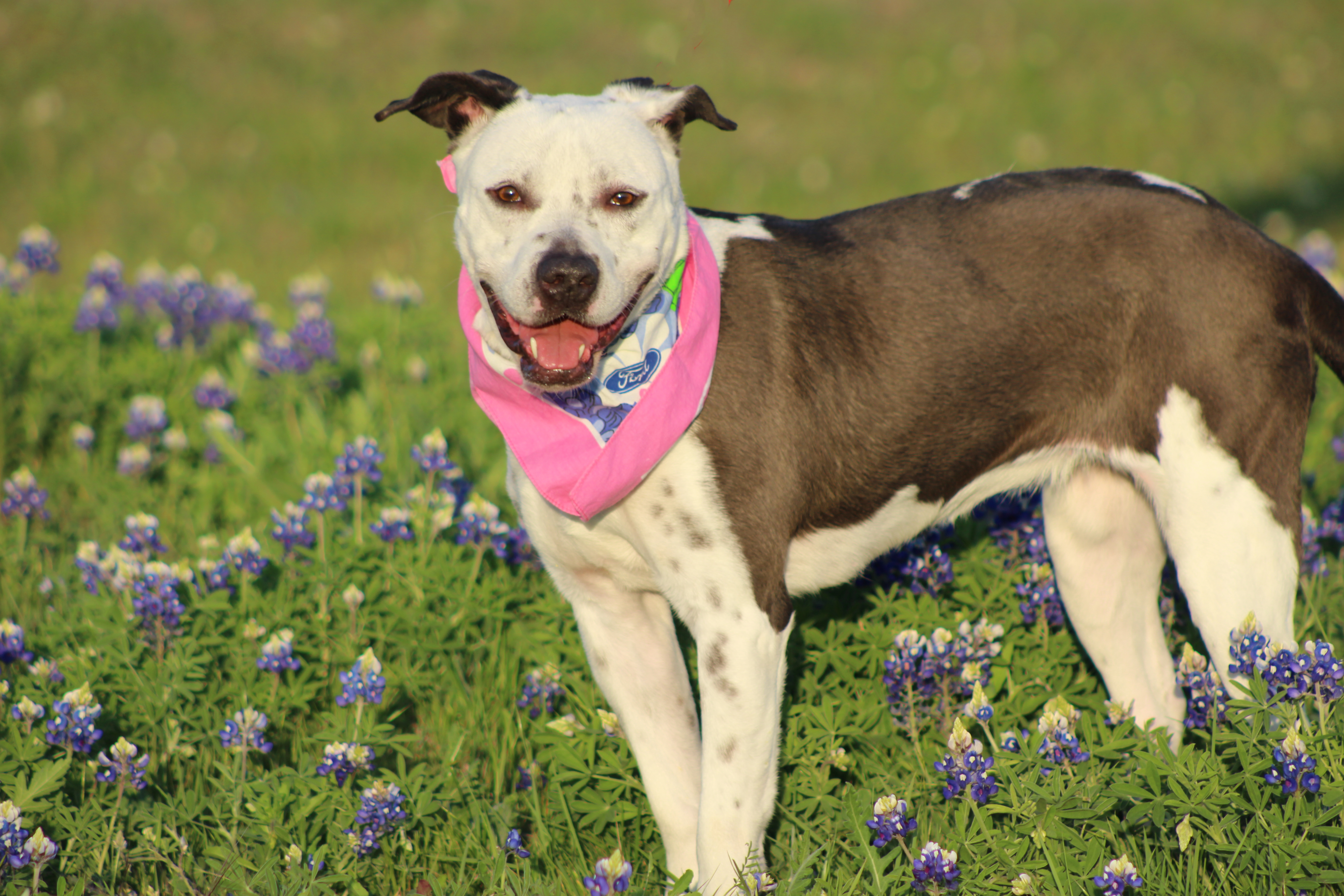 Brie, an adoptable Labrador Retriever, Pit Bull Terrier in Hillsboro, TX, 76645 | Photo Image 4