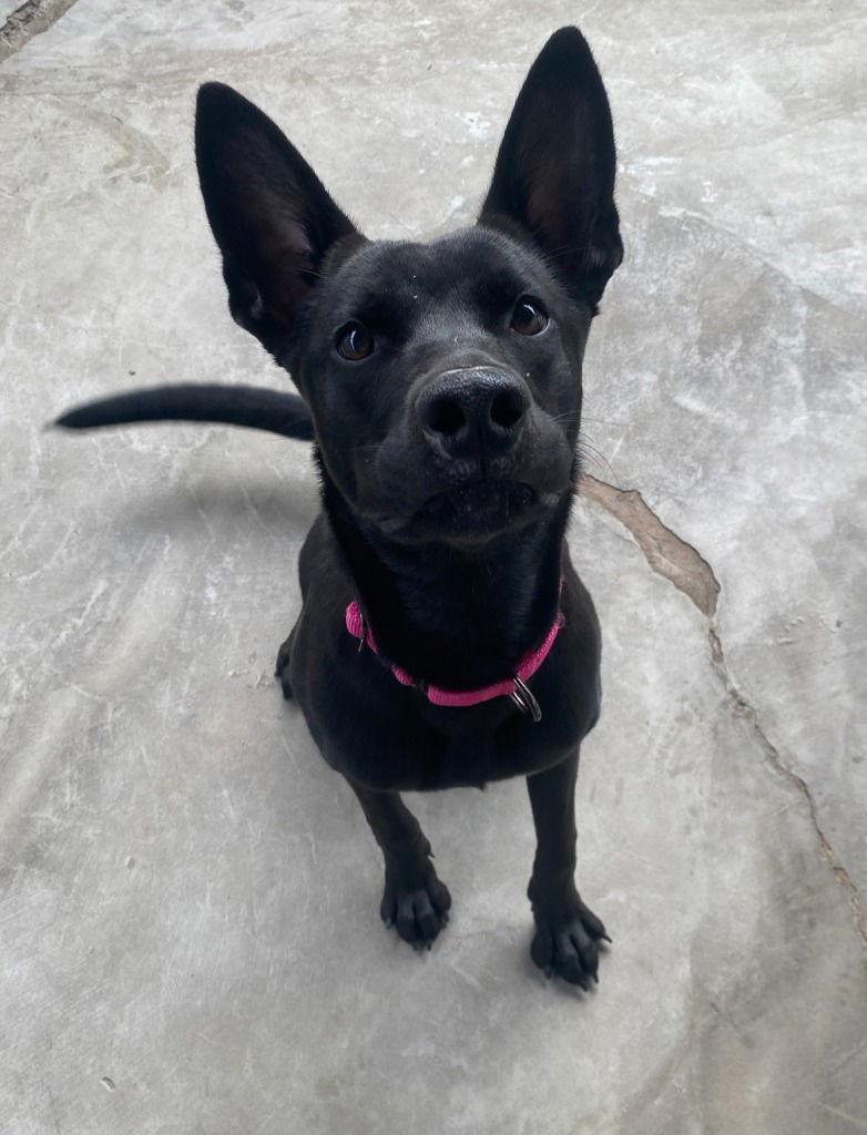 Luna, Adoptable, Young Female Shepherd.