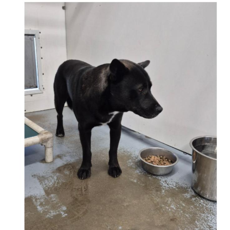 Enlarge Oak, a Adoptable Mixed Breed in Meadow Lake, SK image 1/2
