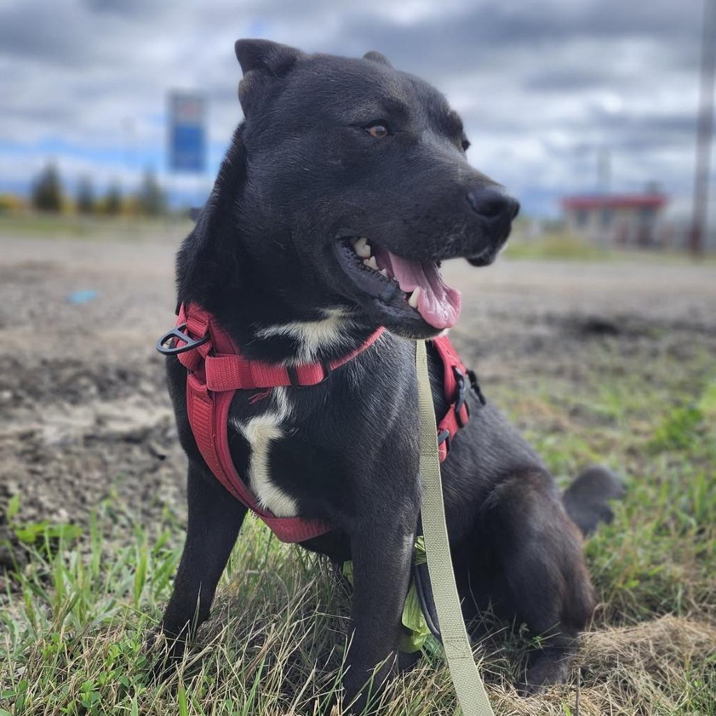 Enlarge Oak, a Adoptable Mixed Breed in Meadow Lake, SK image 2/2