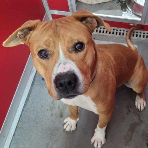 Max, Adoptable, Adult Male Pit Bull Terrier.