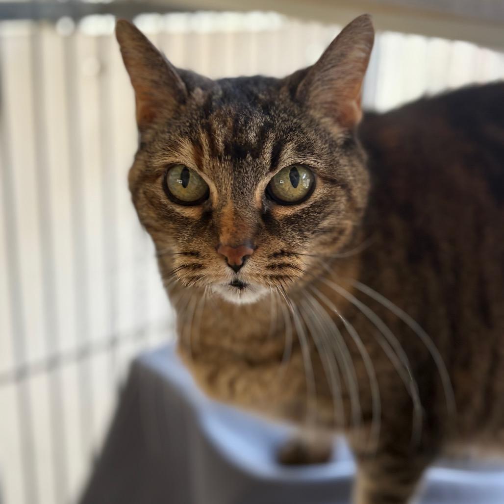 Enlarge Spud, a Adoptable American Shorthair in Santa Barbara, CA image 1/6