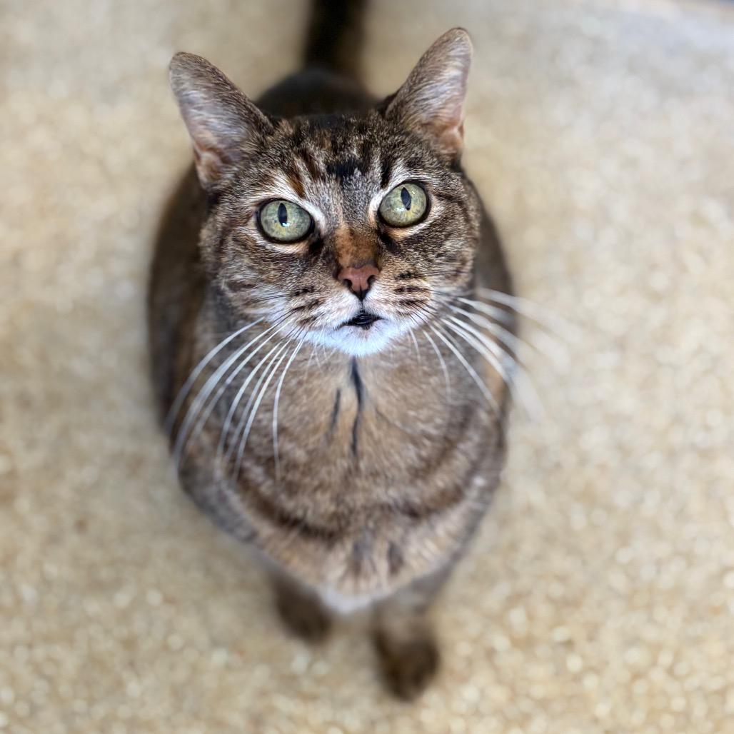 Enlarge Spud, a Adoptable American Shorthair in Santa Barbara, CA image 2/6
