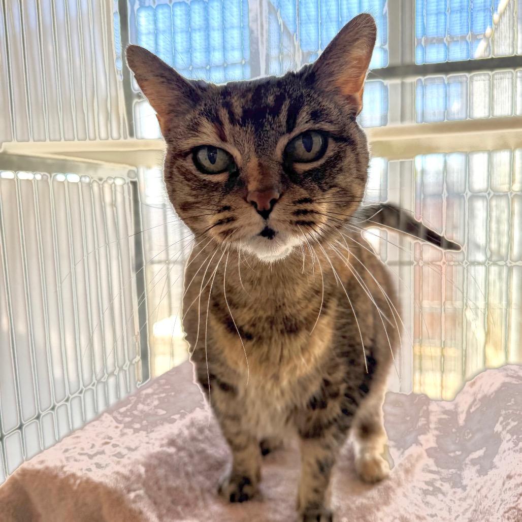 Enlarge Spud, a Adoptable American Shorthair in Santa Barbara, CA image 3/6