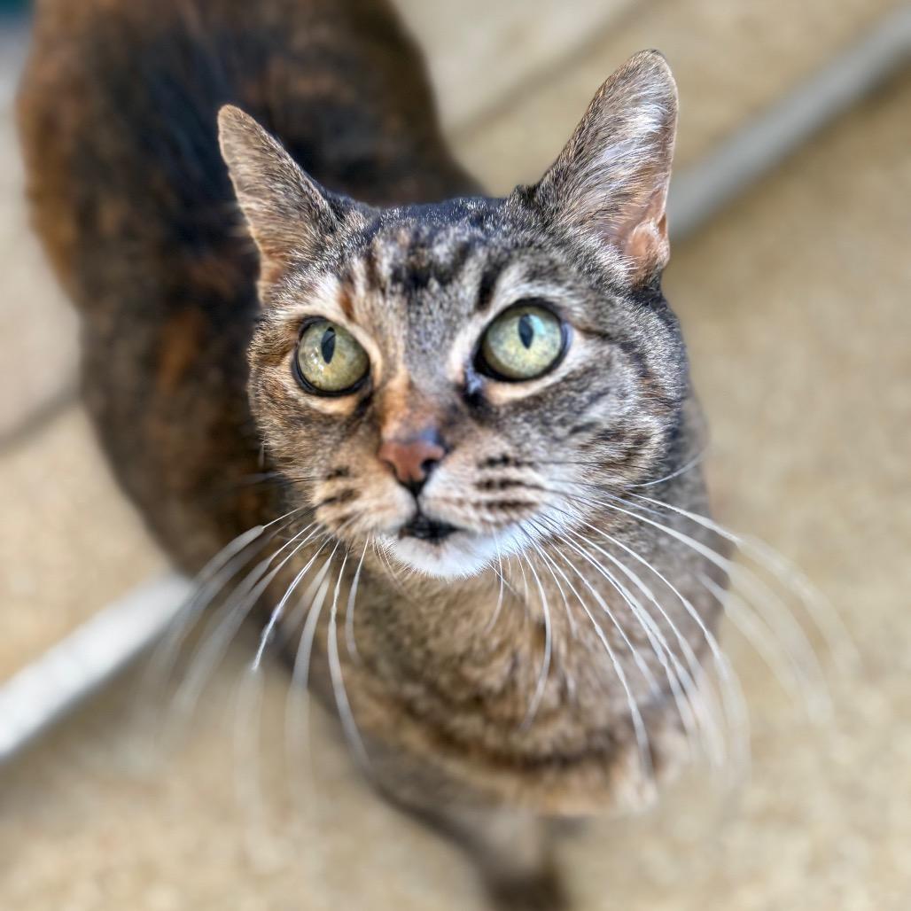 Enlarge Spud, a Adoptable American Shorthair in Santa Barbara, CA image 4/6