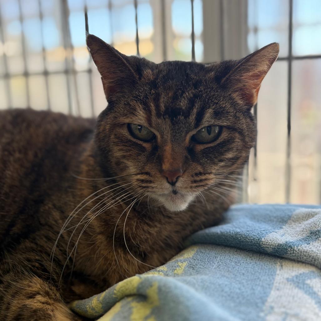 Spud, a Adoptable American Shorthair in Santa Barbara, CA image 1/3
