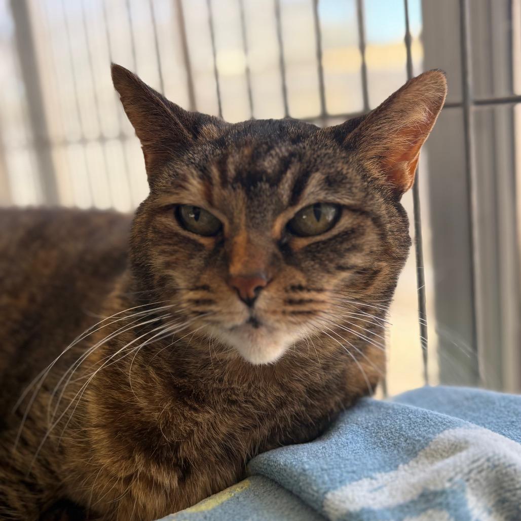 Spud, a Adoptable American Shorthair in Santa Barbara, CA image 2/3