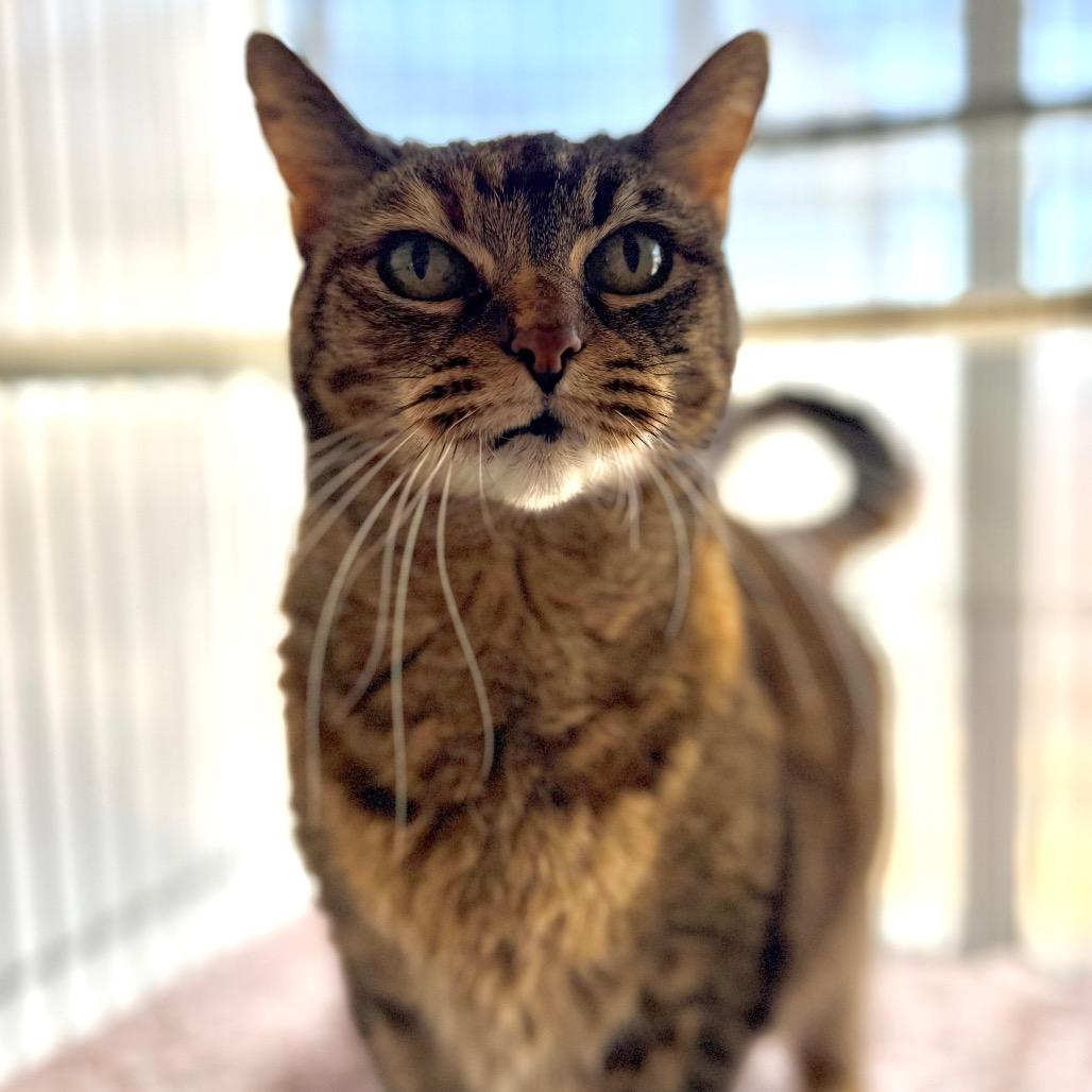 Enlarge Spud, a Adoptable American Shorthair in Santa Barbara, CA image 6/6