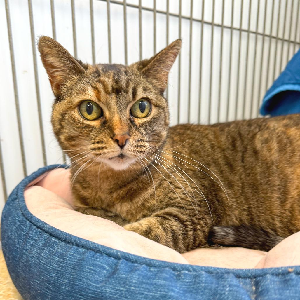 Spud, a Adoptable American Shorthair in Santa Barbara, CA image 3/3