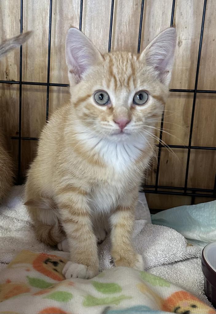 Crush, Adopted, Adult Male Domestic Short Hair.