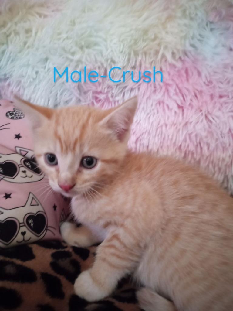 Crush, a Adopted mixed breed in LIberty, NY image 2/2