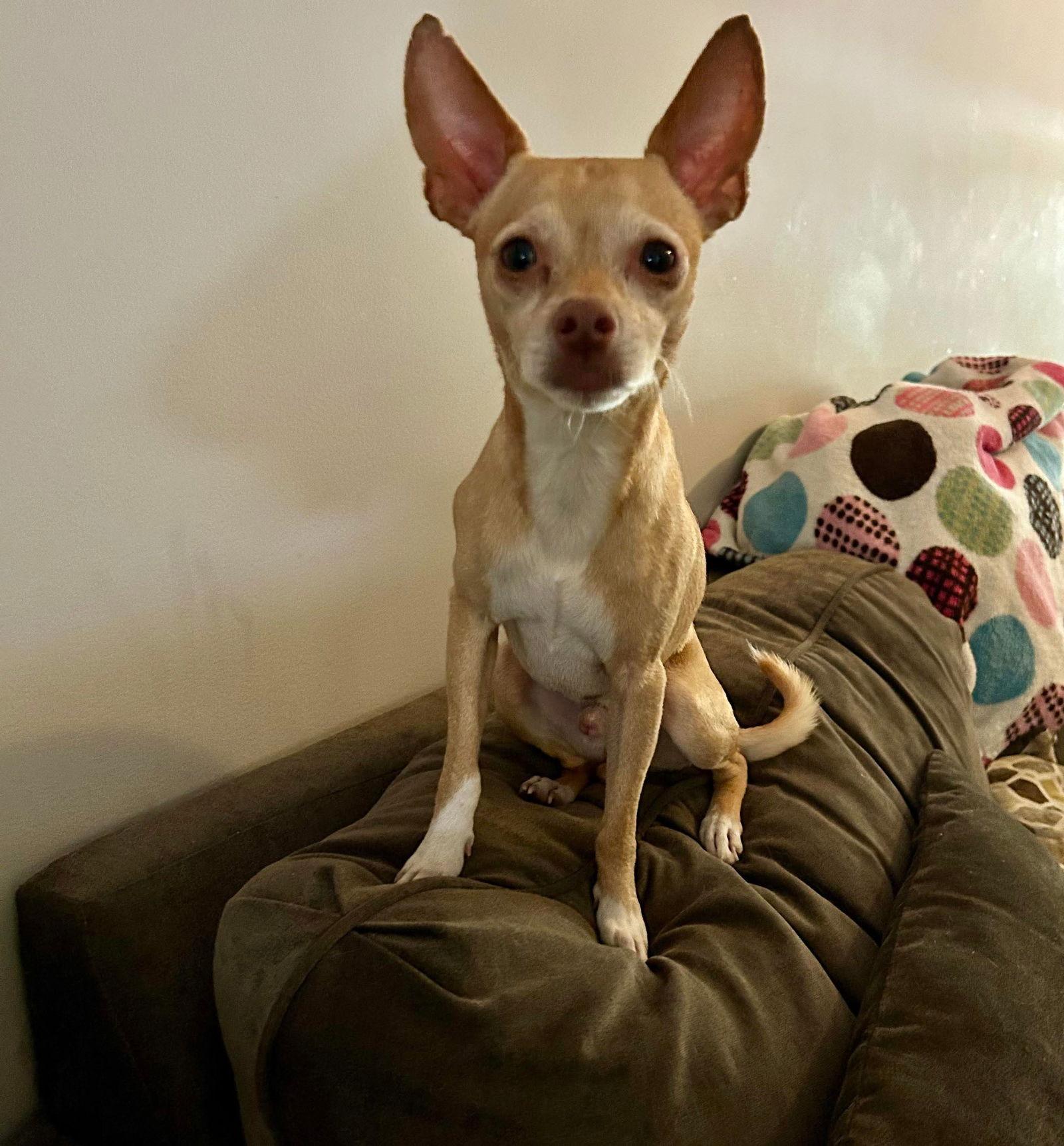 Joe, a Adoptable Chihuahua in Mount Pleasant, SC image 1/3