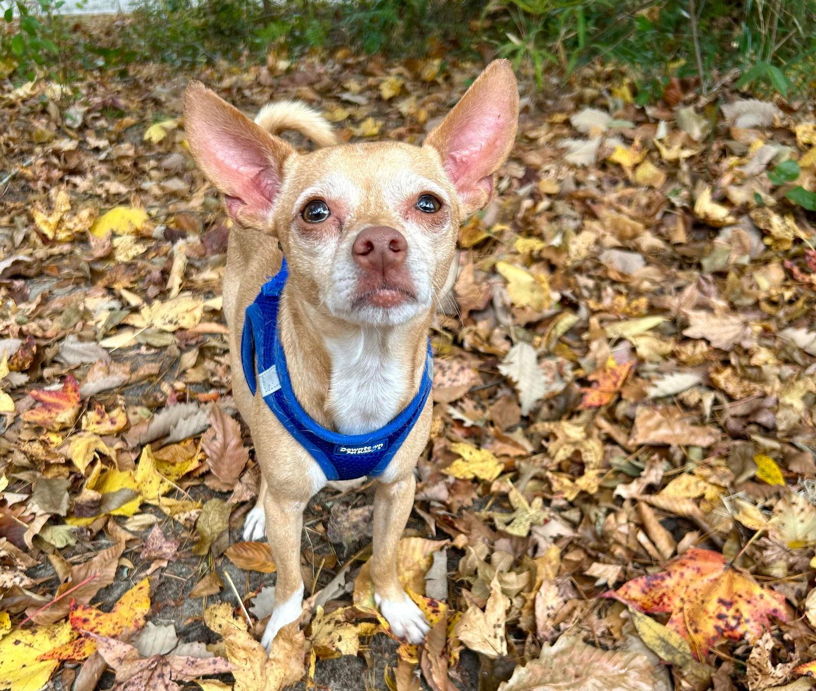 Joe, a Adoptable Chihuahua in Mount Pleasant, SC image 2/3