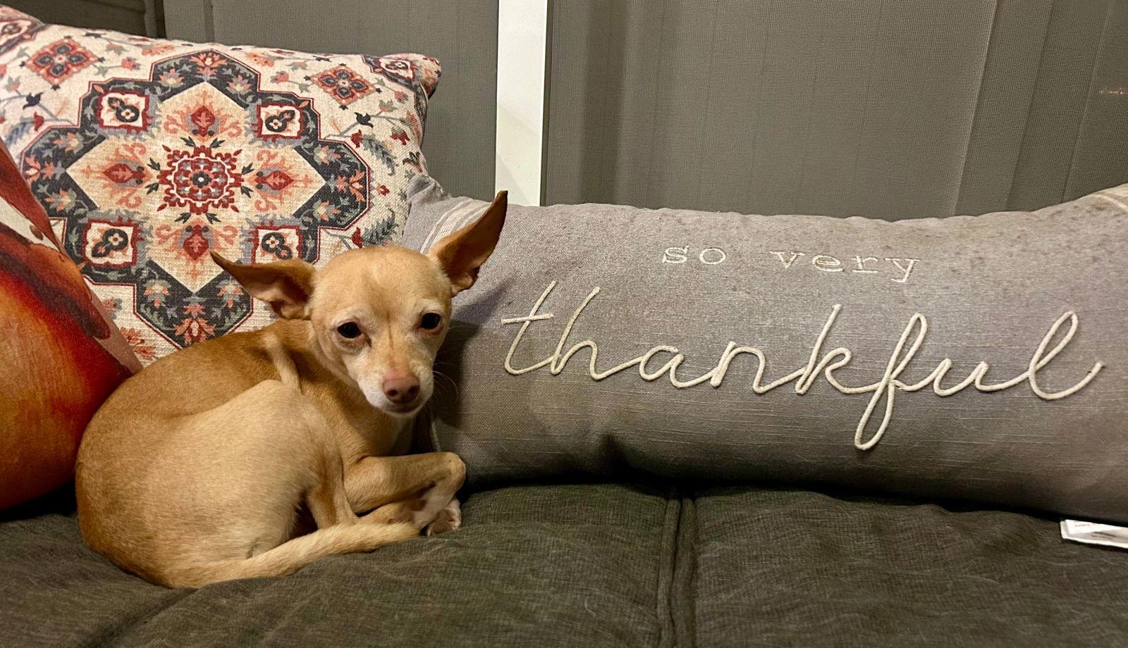 Joe, a Adoptable Chihuahua in Mount Pleasant, SC image 3/3