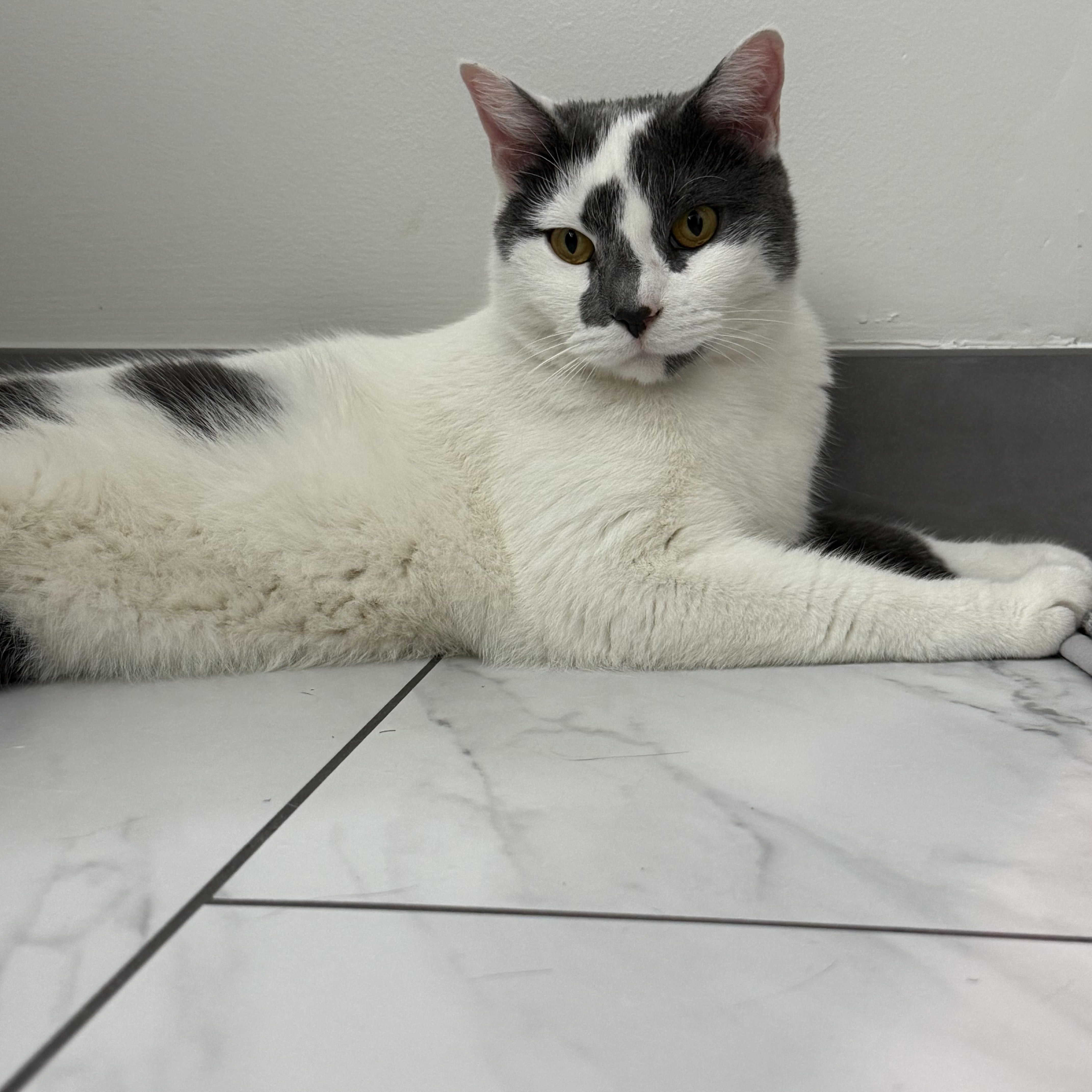 Enlarge Sunny, a ADOPTABLE Domestic Short Hair in Washington, DC image 5/5