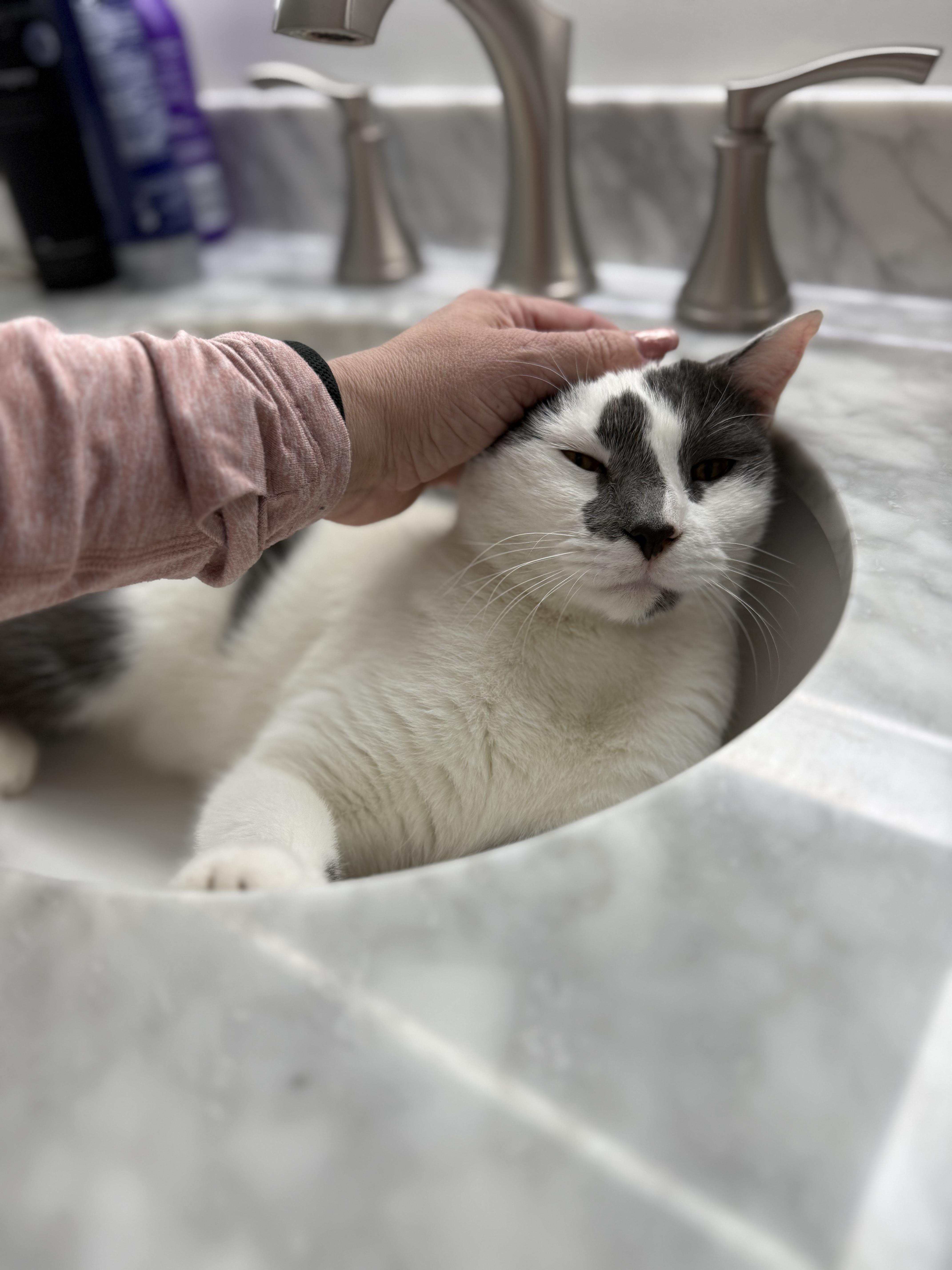 Enlarge Sunny, a ADOPTABLE Domestic Short Hair in Washington, DC image 4/5