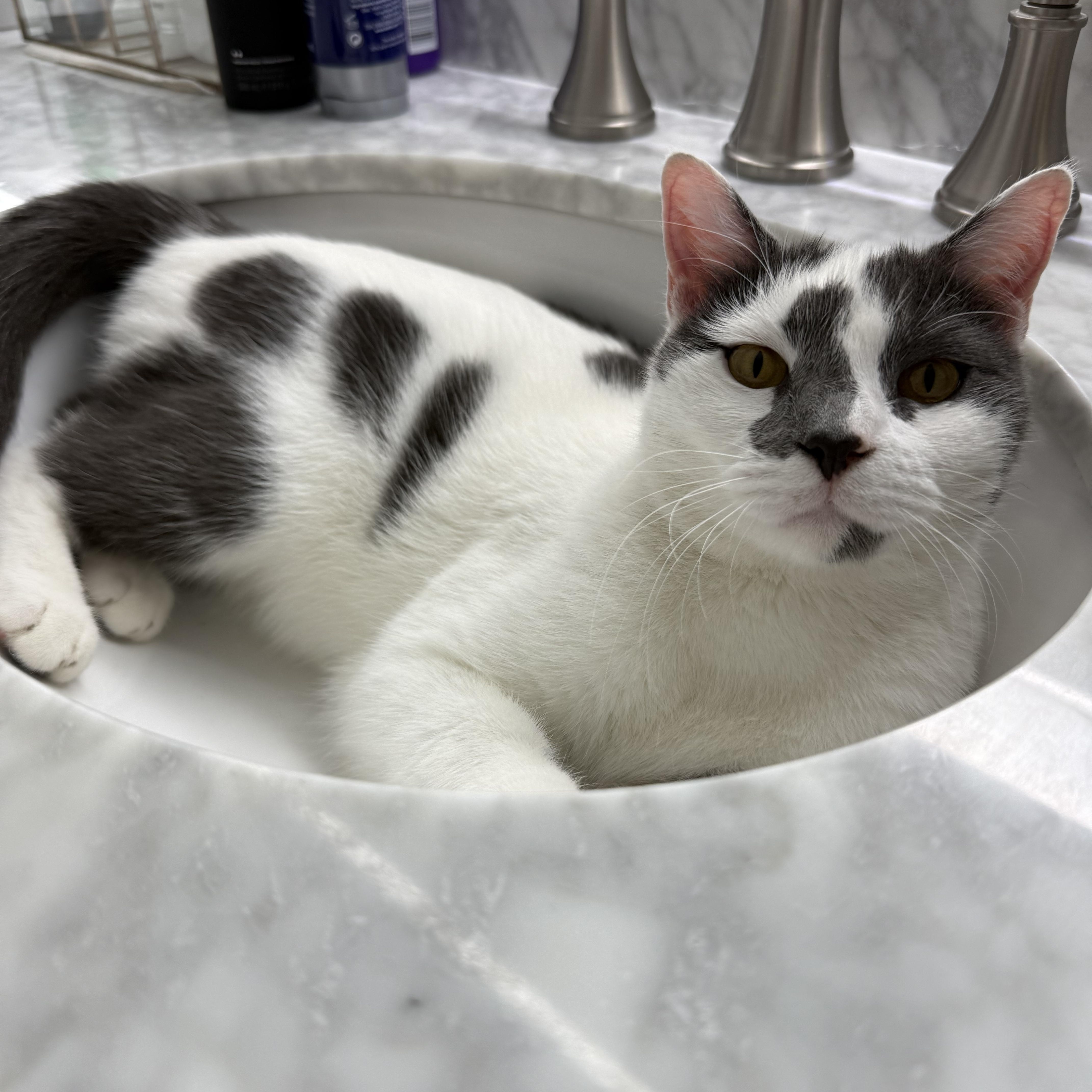 Sunny, ADOPTABLE, Adult Female Domestic Short Hair.