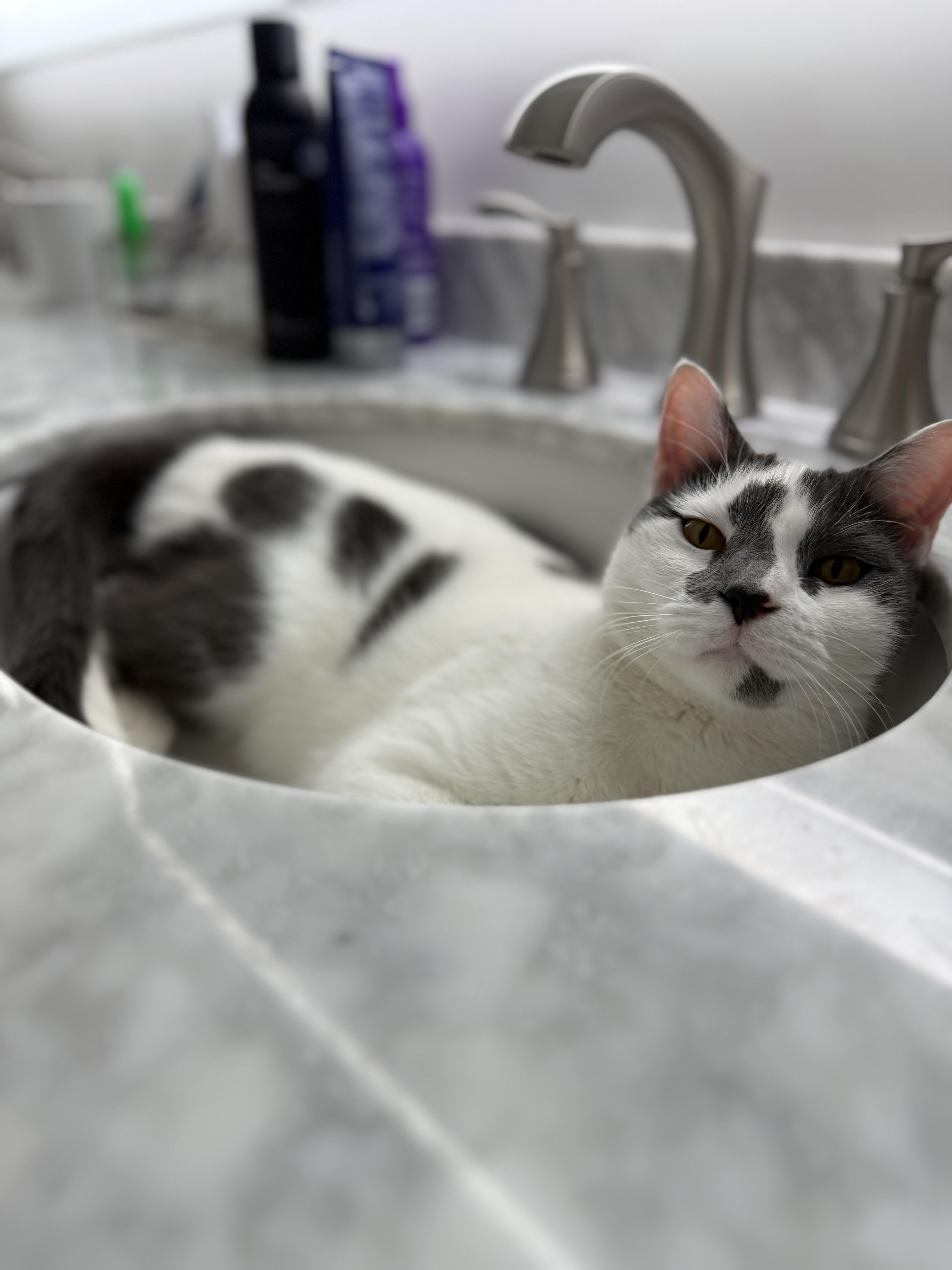 Enlarge Sunny, a ADOPTABLE Domestic Short Hair in Washington, DC image 2/5