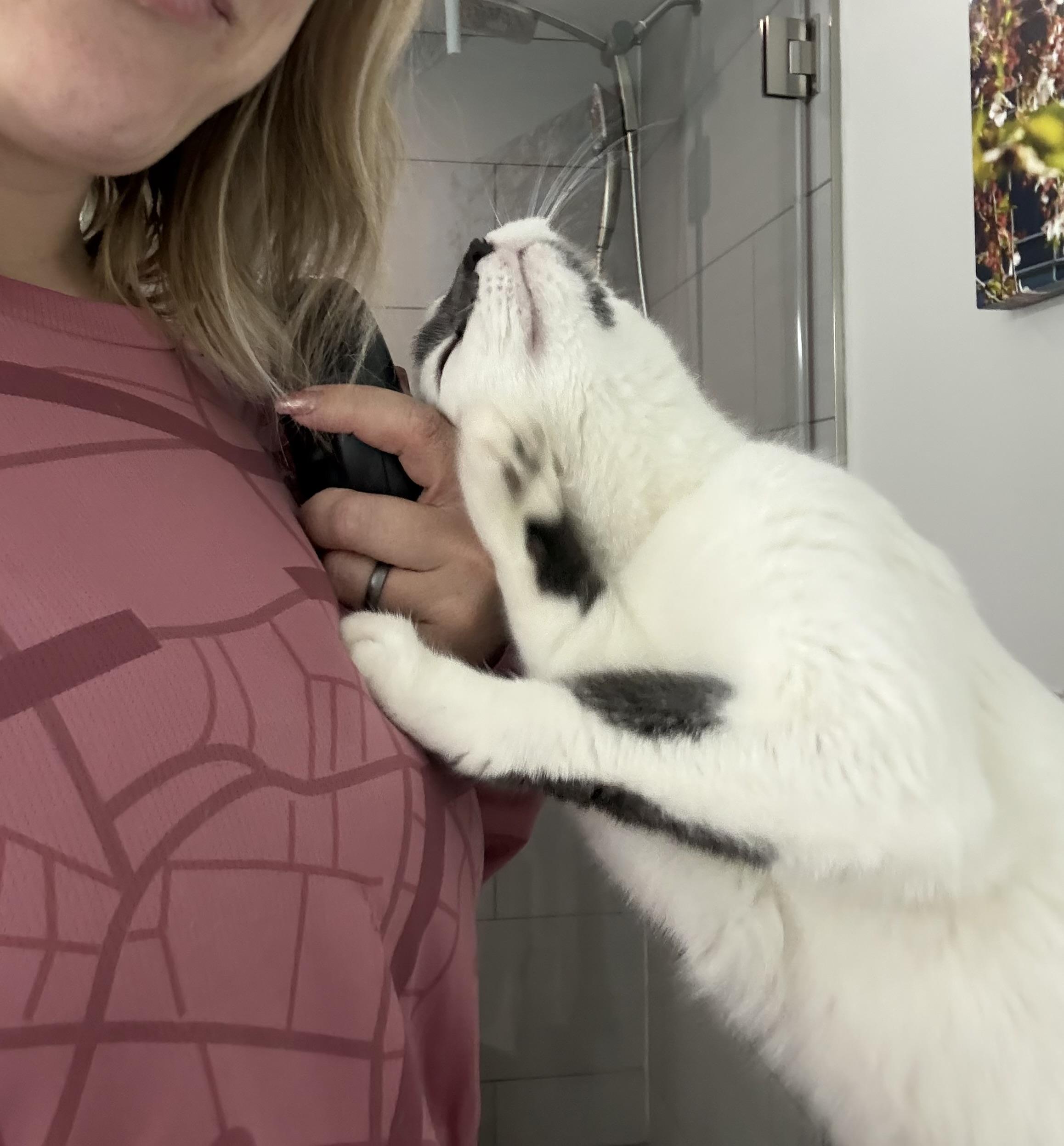 Enlarge Sunny, a ADOPTABLE Domestic Short Hair in Washington, DC image 3/5