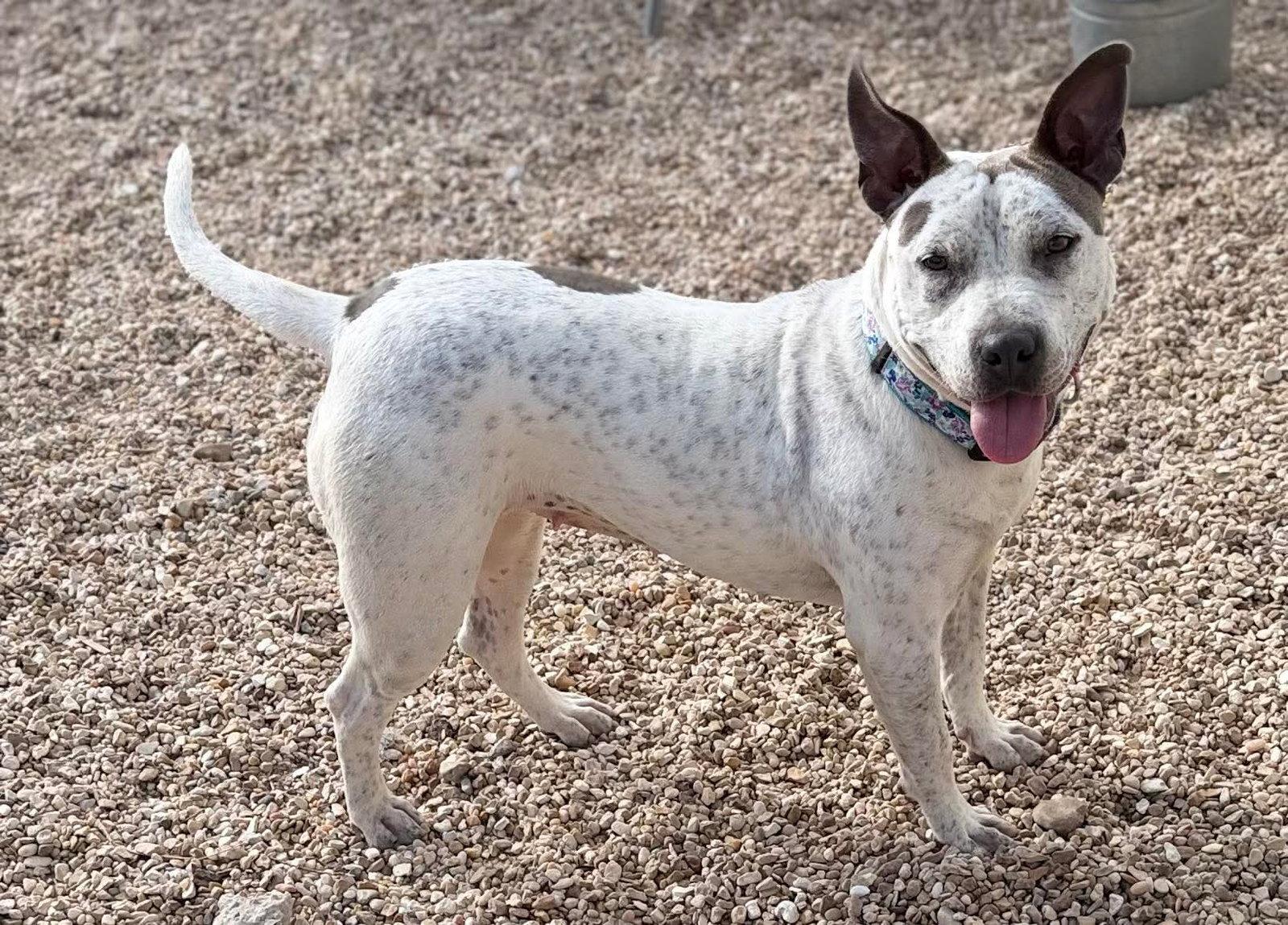 Trinity- certified good girl, Adoptable, Adult Female Terrier.