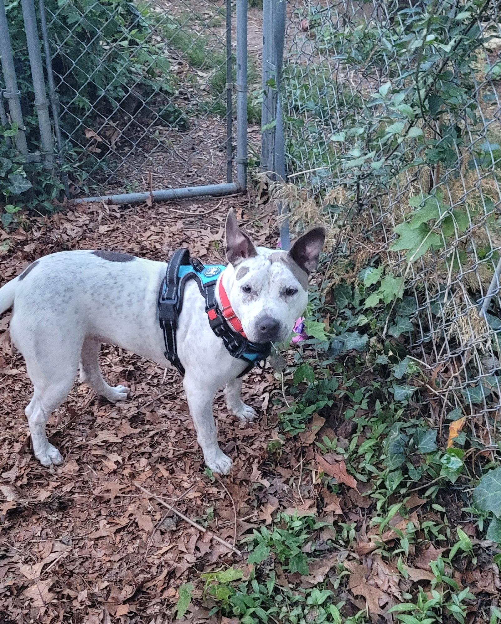 Trinity- certified good girl, a Adoptable Terrier in Oakhurst, NJ image 2/3