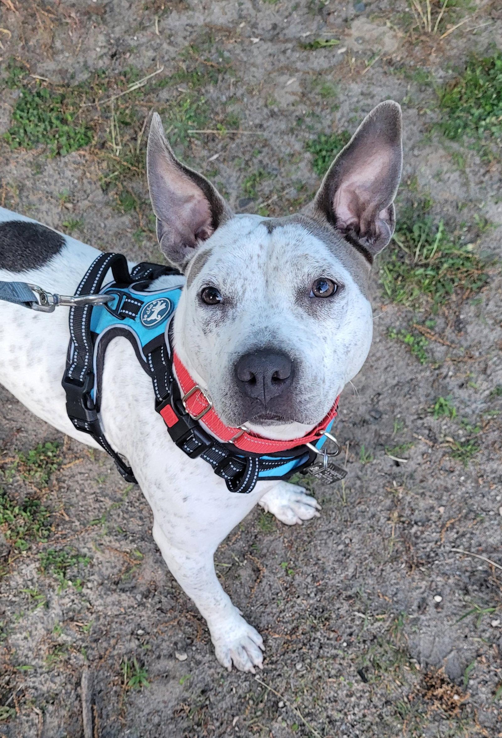 Trinity- certified good girl, a Adoptable Terrier in Oakhurst, NJ image 3/3