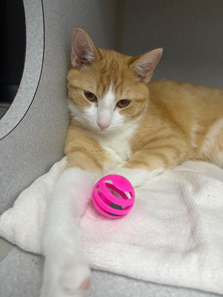 Fanta, Adoptable, Young Male Domestic Short Hair.