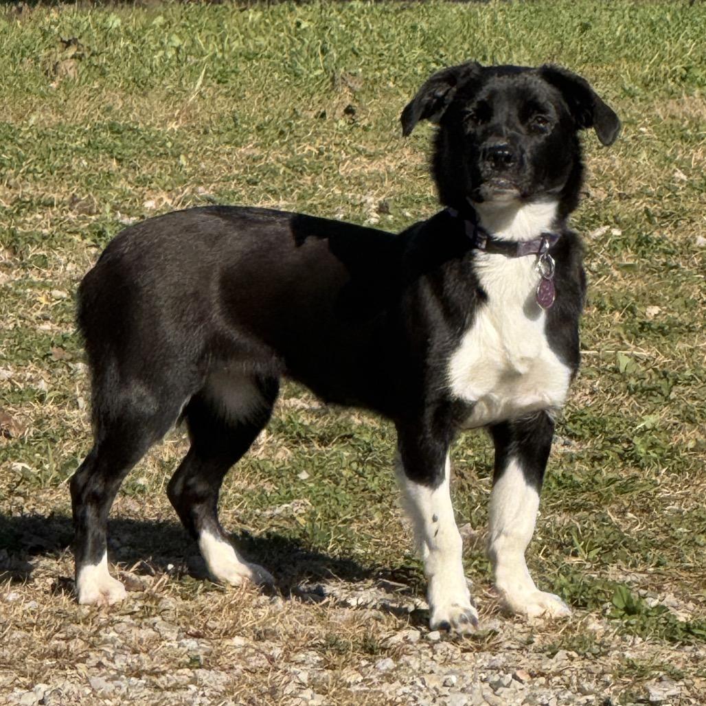 Enlarge ETHEL DARDEVIL (LUCY LU), a Adoptable Mixed Breed in Cincinnati, OH image 2/4