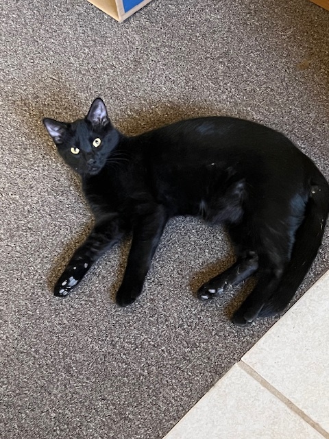 Enlarge Grant, a Adoptable Domestic Short Hair in Owatonna, MN image 3/4