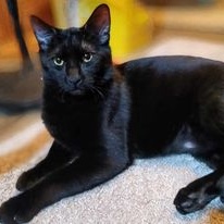 Enlarge Grant, a Adoptable Domestic Short Hair in Owatonna, MN image 2/4
