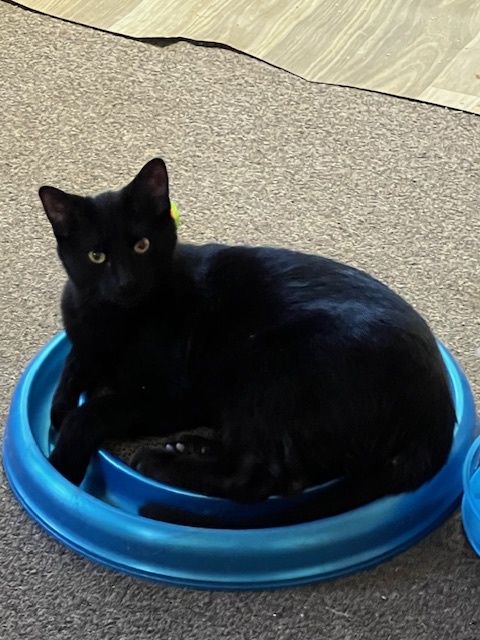 Enlarge Grant, a Adoptable Domestic Short Hair in Owatonna, MN image 4/4