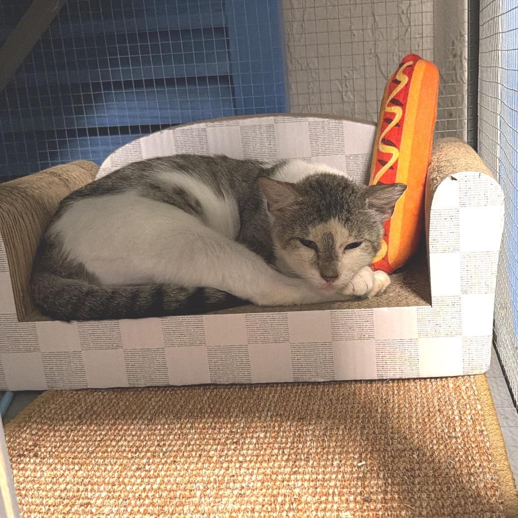 Martin, a Adoptable Domestic Short Hair in Miami, FL image 1/6